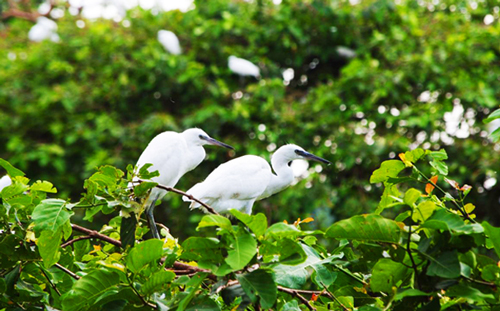 M&ecirc;nh mang du lịch s&ocirc;ng nước Cần Thơ